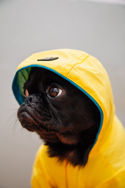 Little Raincoat